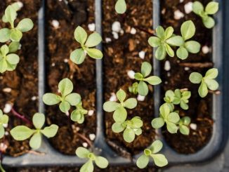 Biljke rastu iz zemlje.